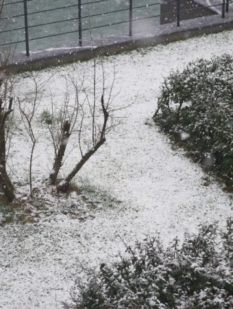 Windbreaks Improve Garden Health in Winter