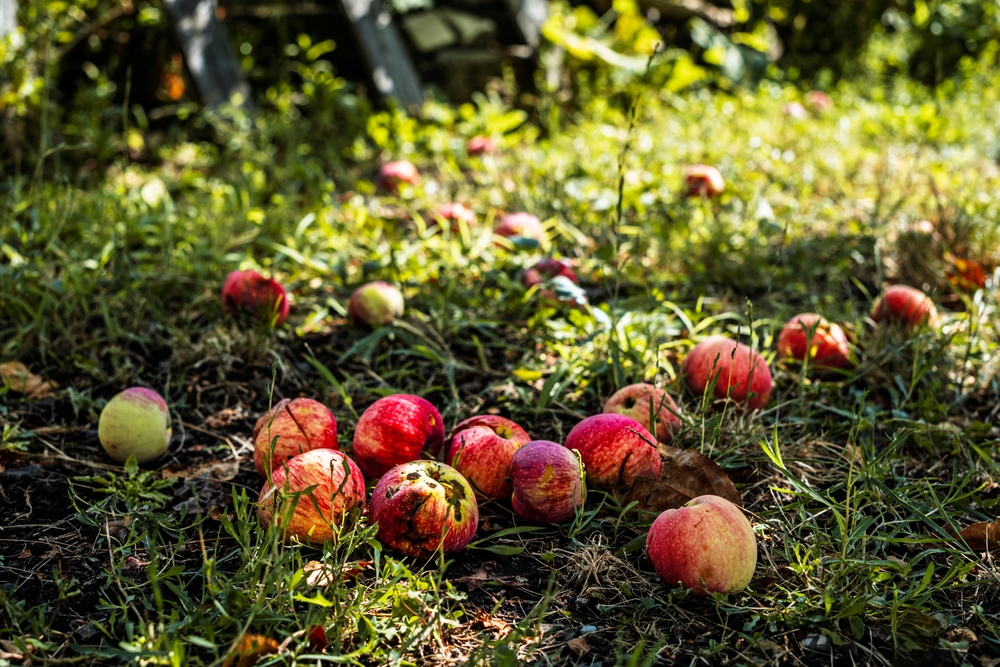 Some Fall Harvest Crops Can Be Stored Without Refrigeration