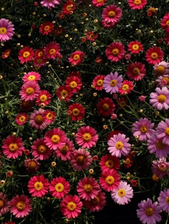 Some Flower Beds Benefit From Fall Re-Edging