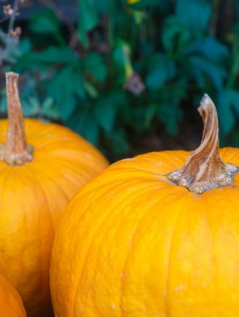 Pumpkins rot faster if left on vines.
