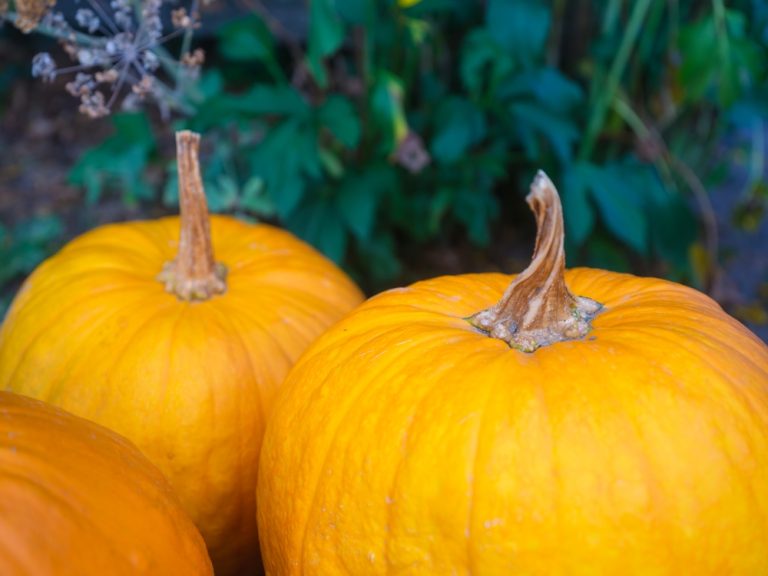 Pumpkins rot faster if left on vines.