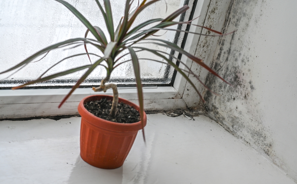 Moisture Levels Matter More in Autumn