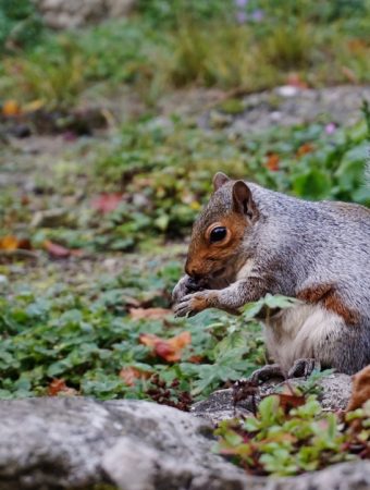 Wildlife relies on your fall garden for survival.