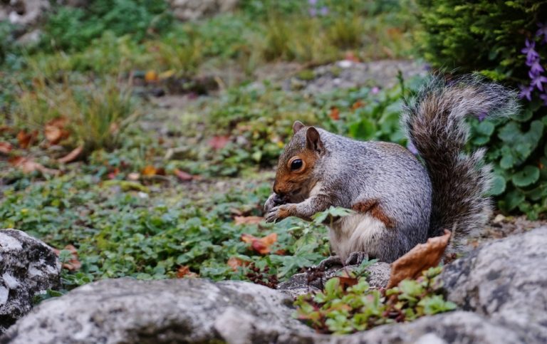 Wildlife relies on your fall garden for survival.