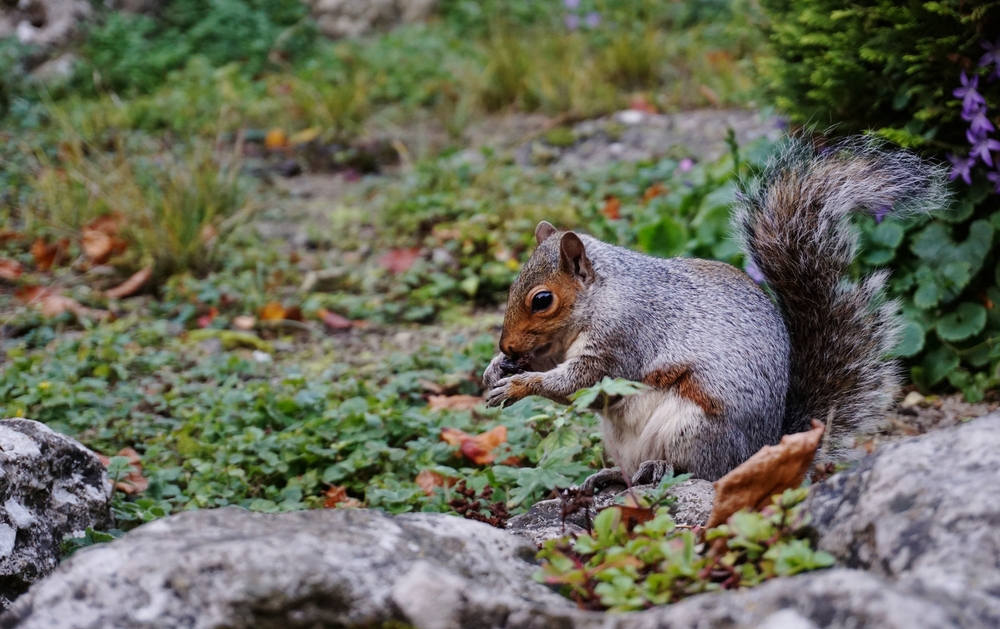 Wildlife relies on your fall garden for survival.