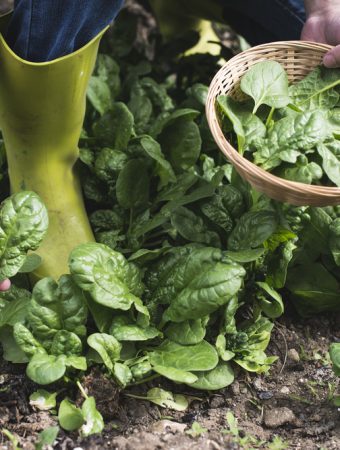 There Are Shade-Tolerant Crops for Shorter Fall Days