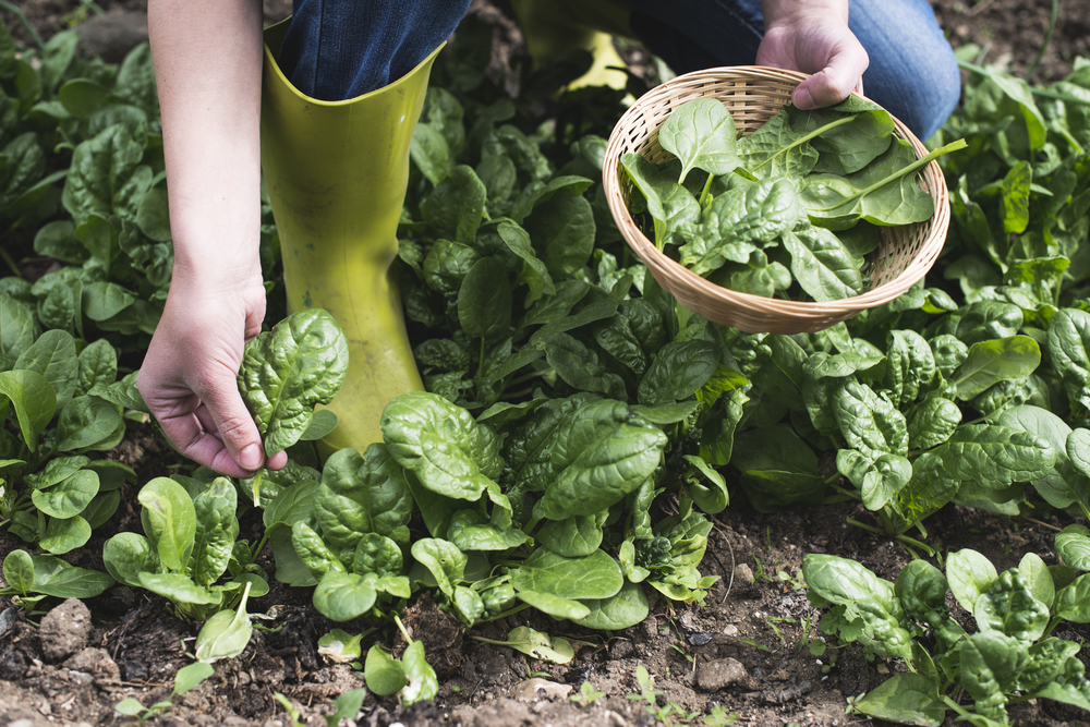 There Are Cold-Tolerant Greens to Plant in September