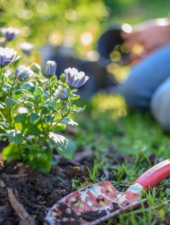Some Perennials Should Always Be Mulched in Fall