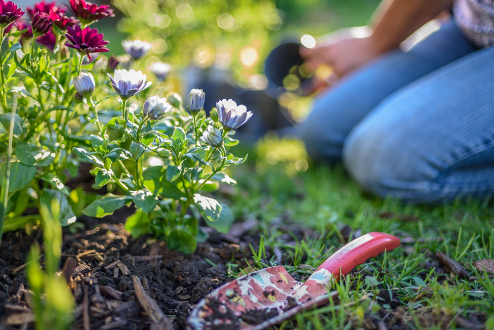 Some Perennials Should Always Be Mulched in Fall