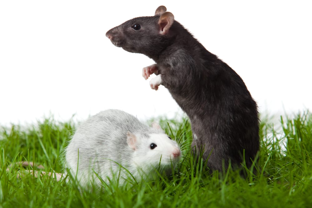 There Is A Reason Rodent Populations Spike in Autumn Gardens