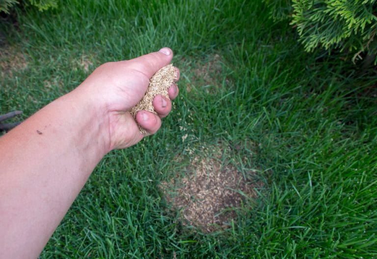 Overseeding Too Late Can Backfire on Your Lawn