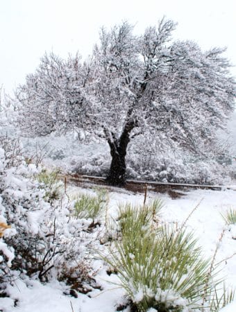 You Should Build Trellises and Pergolas During Winter Downtime