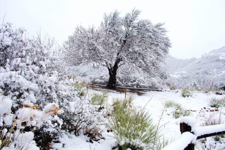 You Should Build Trellises and Pergolas During Winter Downtime