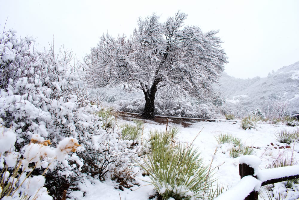 You Should Build Trellises and Pergolas During Winter Downtime