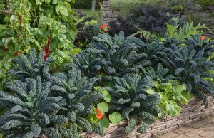 Kale and Spinach Are the Underdogs of the November Garden