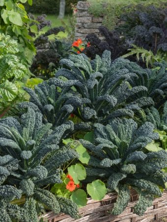 Kale and Spinach Are the Underdogs of the November Garden