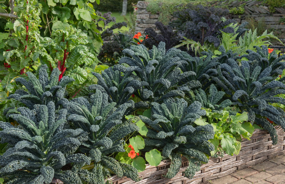 Kale and Spinach Are the Underdogs of the November Garden