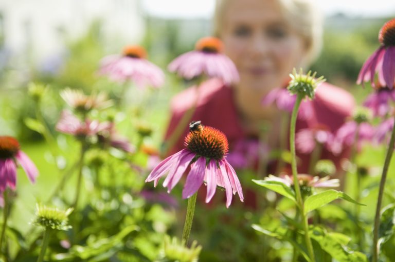 Autumn Pollinators Specifically Choose Their Flowers