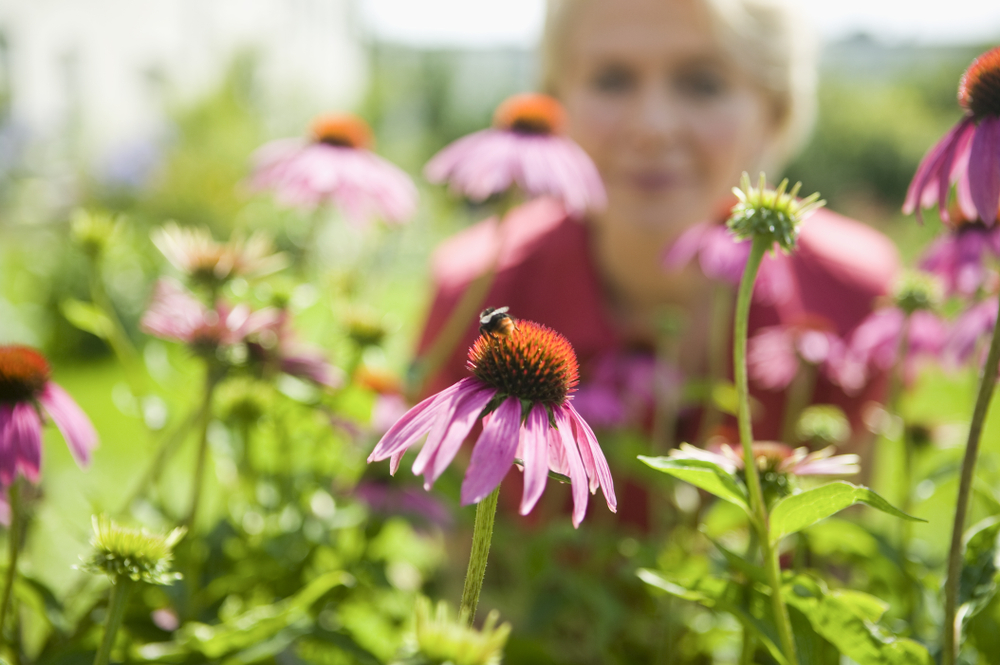 Autumn Pollinators Specifically Choose Their Flowers 