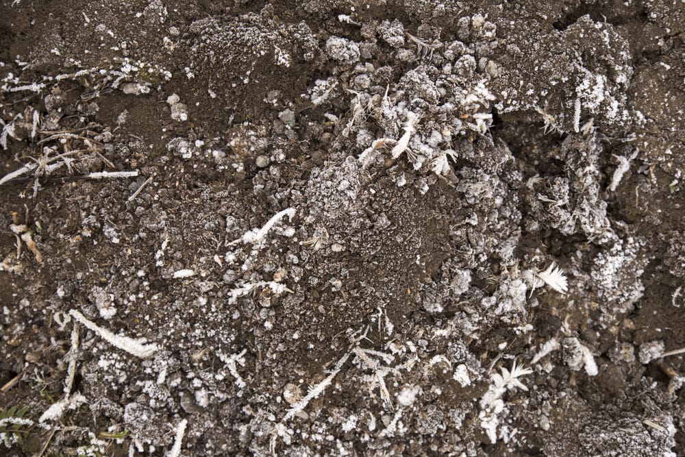 You Need to Check Soil Drainage Before the First Freeze