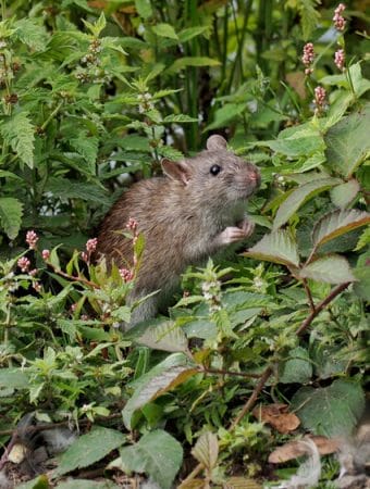 You Should Keep Rodents from Chewing Your Tree Trunks This Winter