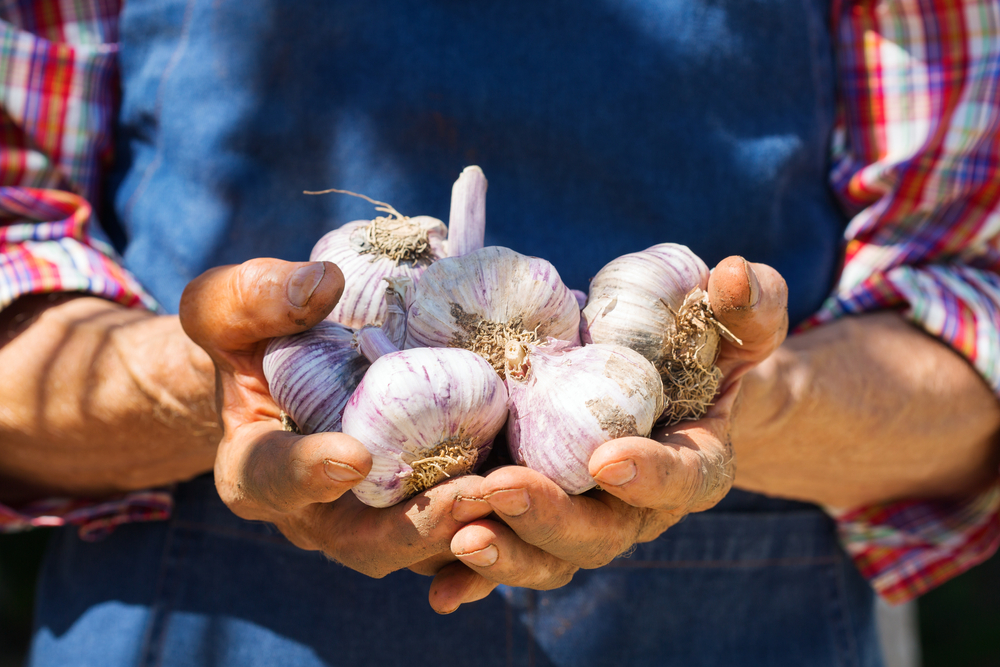 There Is A Garlic Planting Trick Most Gardeners Don’t Know