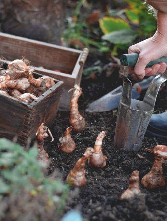 You Should Plant These Spring Bulbs Now or Regret It When Everyone Else’s Yard Blooms