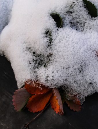 Mulching Improves Soil Microclimate in Winter