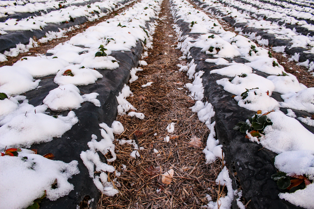 Mulching Improves Soil Microclimate in Winter