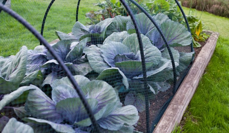 Garden Nets Can Protect Late Crops