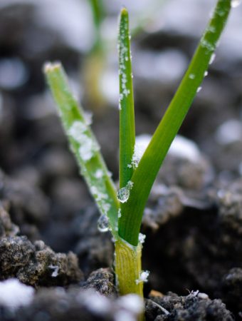 Cover Crop That Revive Dead Soil Over Winter