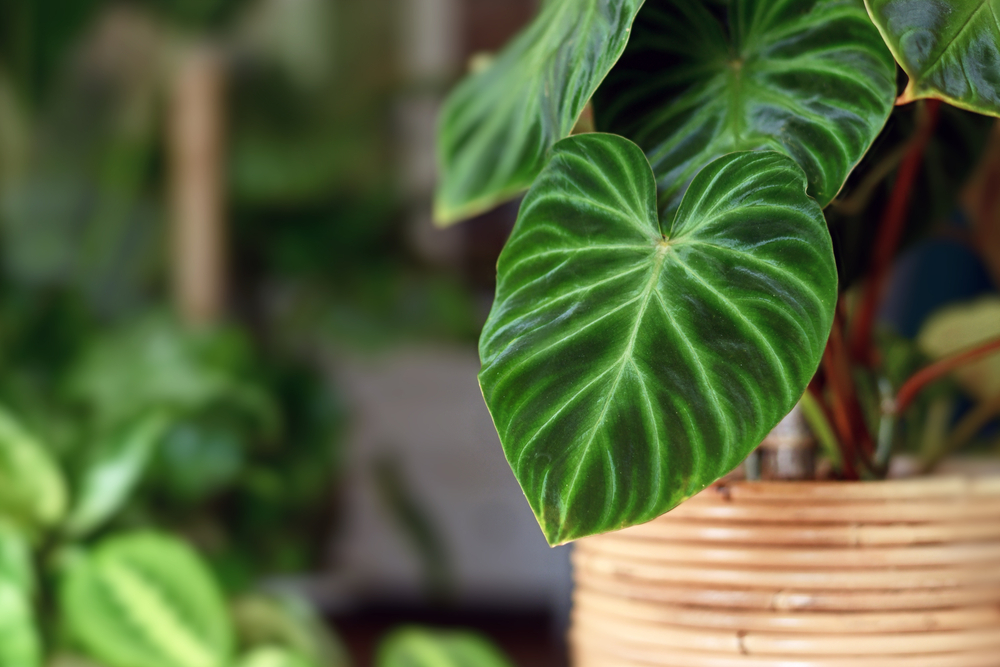 There Is A Right Way to Move Houseplants Indoors Without Losing Leaves