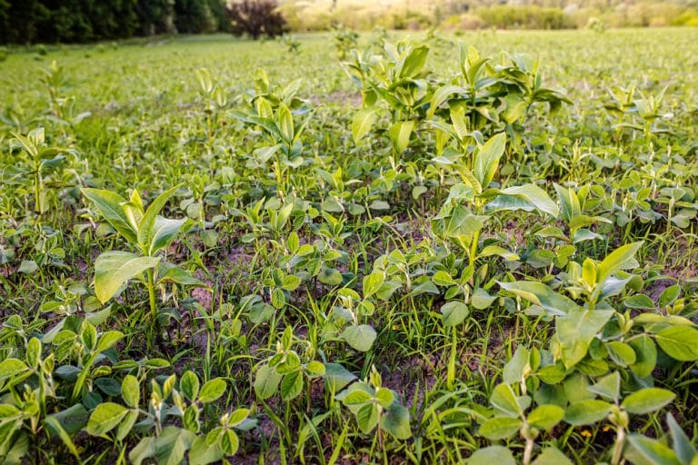 Some Winter Cover Crops Boost Soil Health