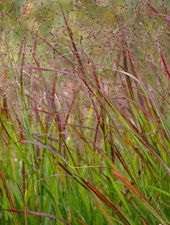 Ornamental Grasses Should Stay Standing Until Spring