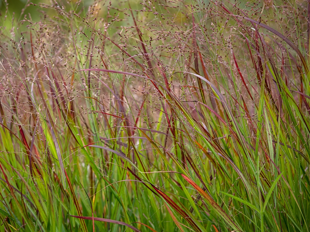 Ornamental Grasses Should Stay Standing Until Spring