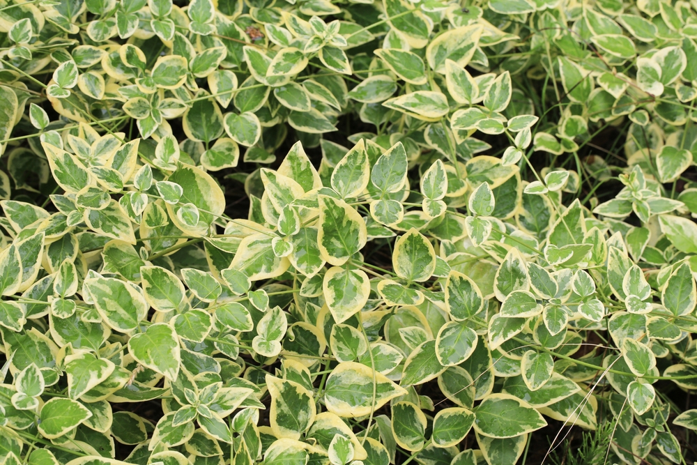 Groundcovers Protect Soil Through Autumn