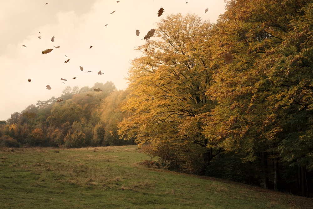 Some Evergreens Double as Windbreaks