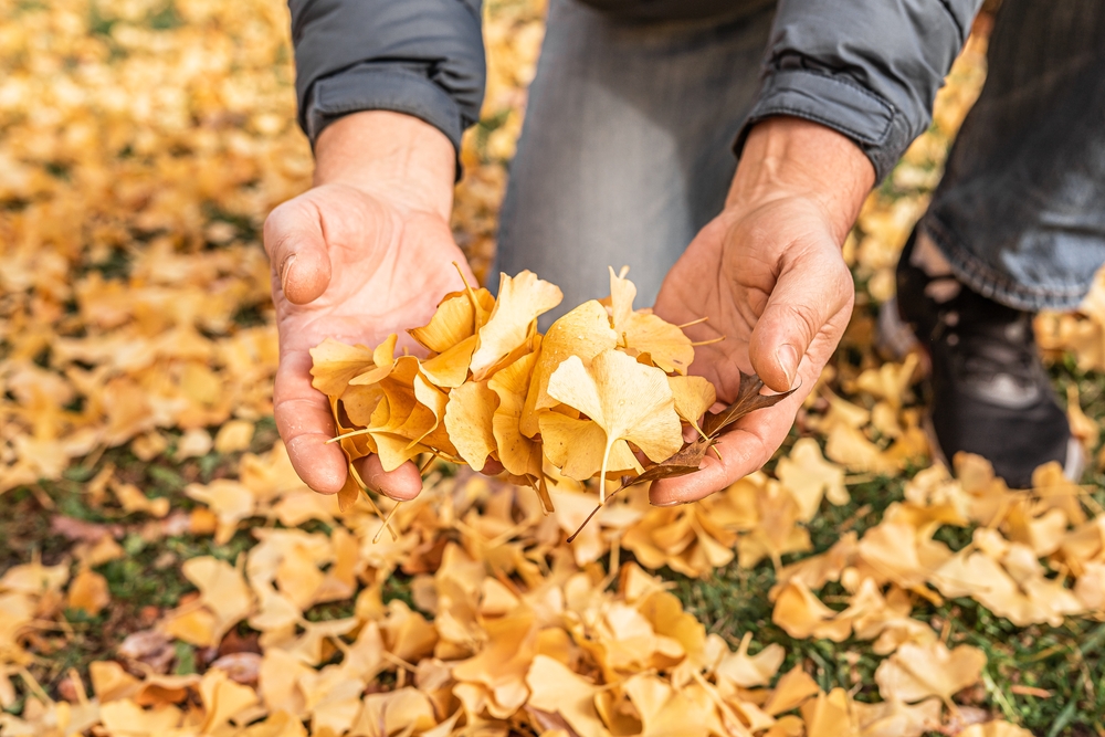 Leaving Leaves Might Save Your Lawn