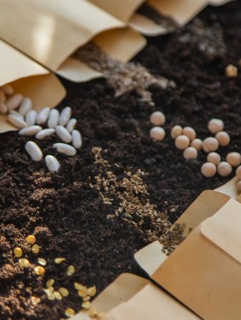 There Are Tips For Saving Seeds Before Winter