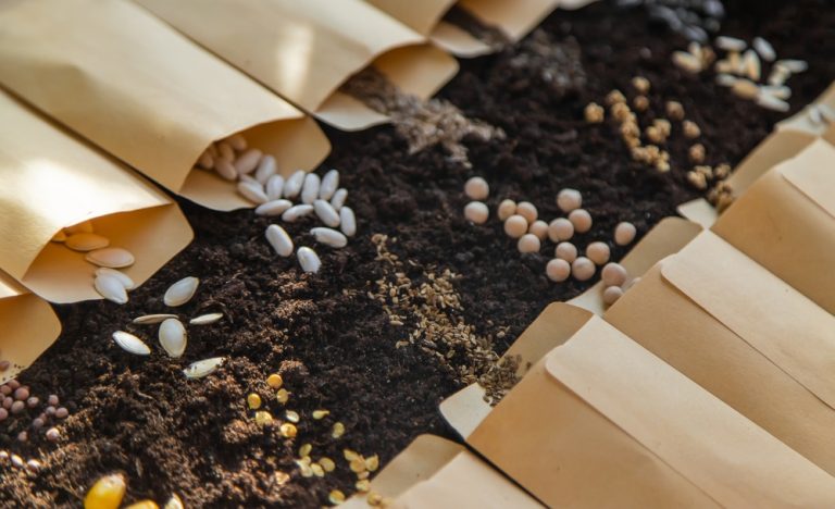 There Are Tips For Saving Seeds Before Winter