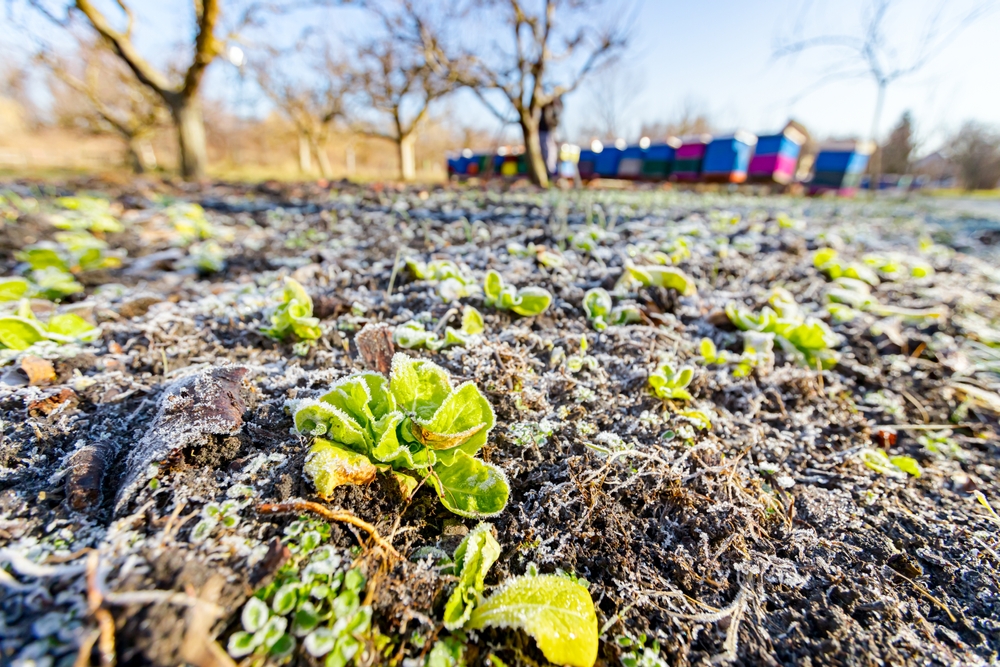 Some Crops Overwinter For A Spring Harvest
