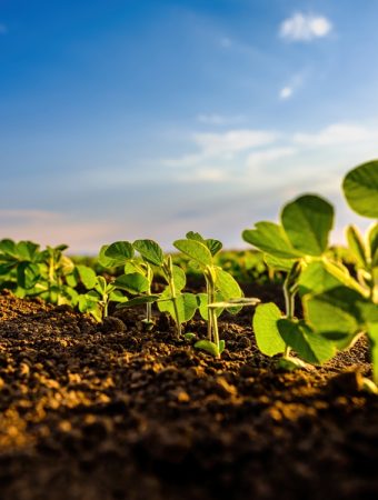 Storing Root Crops Extends Winter Food Supplies