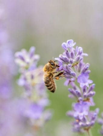 Pollinator Habitat Shouldn’t Be Cut Back Yet