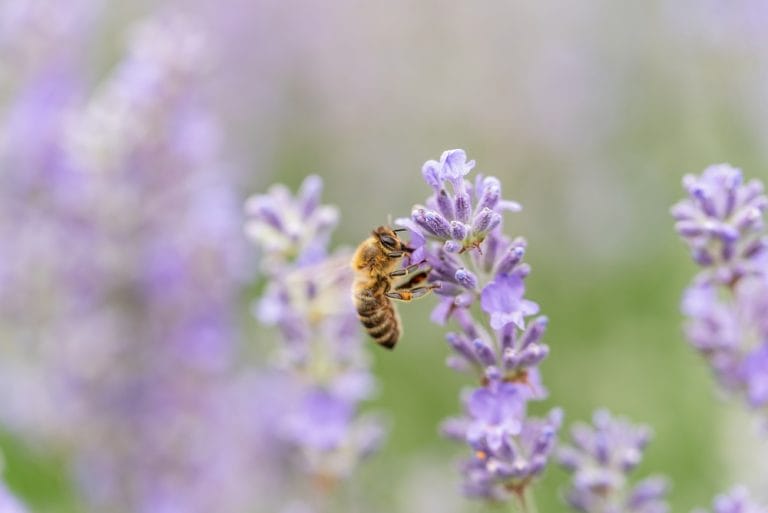 Pollinator Habitat Shouldn’t Be Cut Back Yet