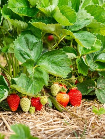 There Is One Mulch That Protects Strawberry Beds Better Than Plastic