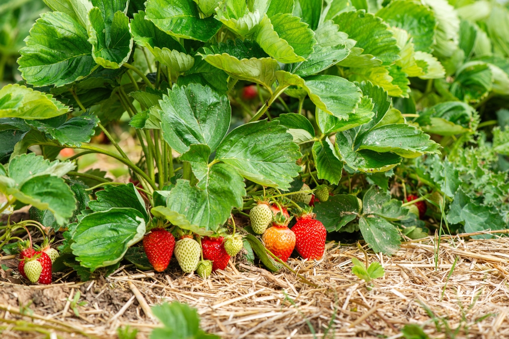 There Is One Mulch That Protects Strawberry Beds Better Than Plastic