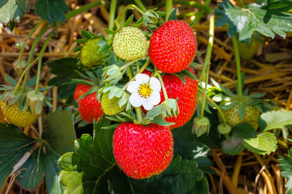 There Is One Mulch That Protects Strawberry Beds Better Than Plastic
