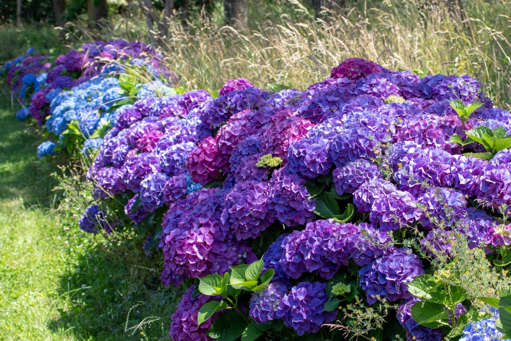 These Shrubs Help With Color and Texture When Everything Else Dies