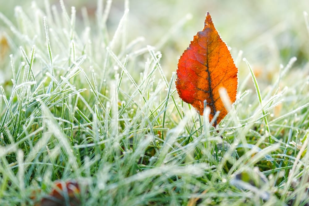 There Are Hidden Frost Zones in Your Yard That Kill More Plants Than You Think