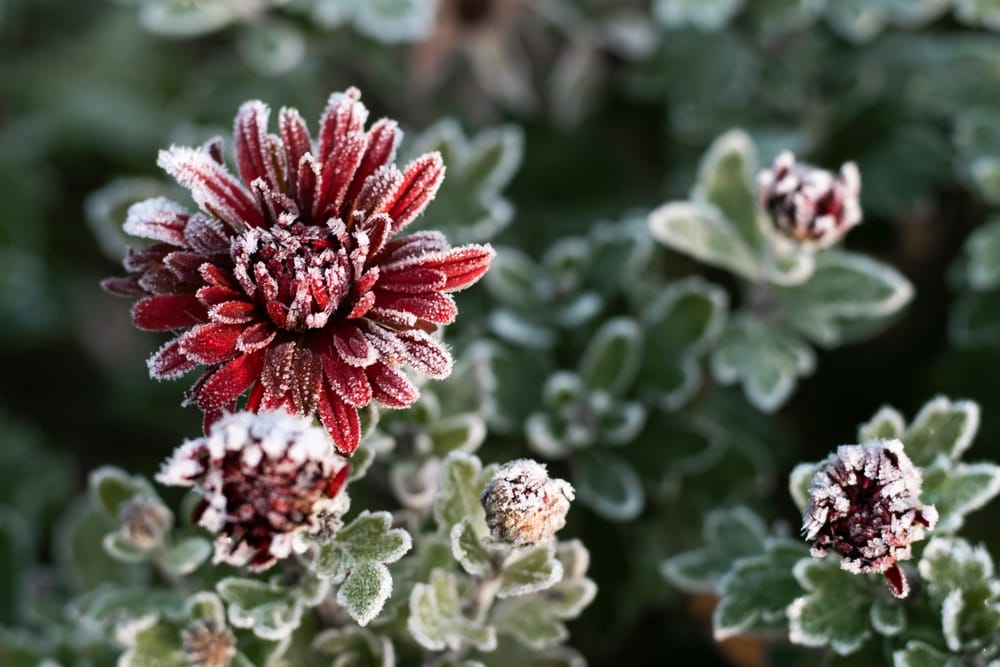 There Are Winter Prep Mistakes Gardeners Always Regret